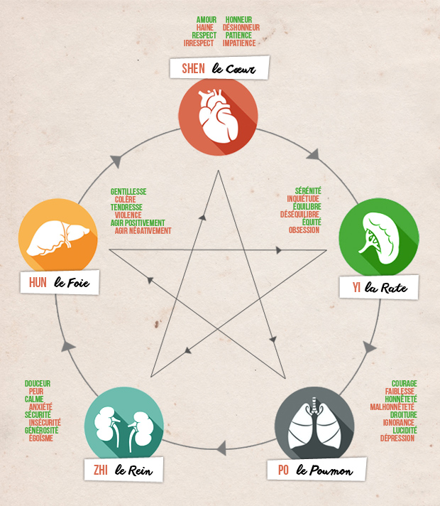 Les émotions et sont organes liés